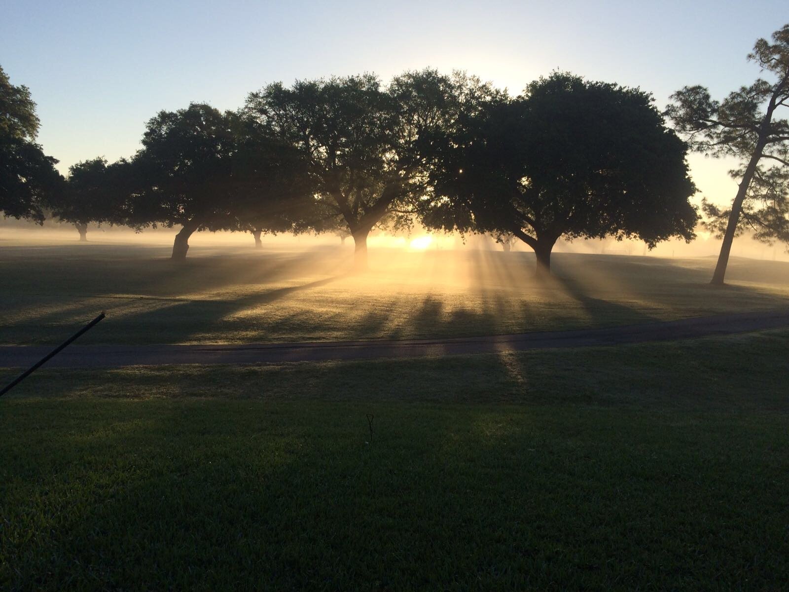 Lever de soleil paisible à travers les arbres.